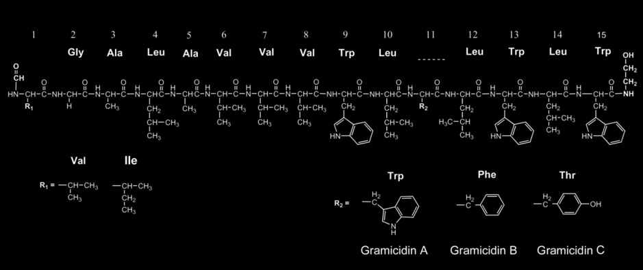Polypeptidy - gramicidiny mechanismus účinku: ionofory ovlivnění přenosu K + přes membránu, odčerpání iontů z buňky, zastavení