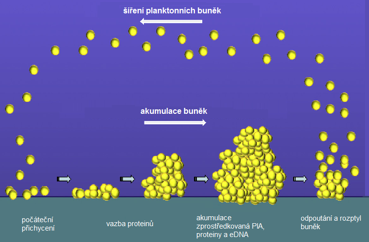 Obrázek 1. Fáze tvorby biofilmu (Arciola a kol., 2012; upraveno). Biofilm bývá často spojen s produkcí polysacharidového intercelulárního adhezinu, který byl objeven u S.