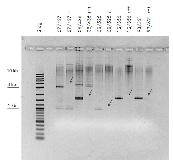 Obrázek 21. Ztráta plazmidů po kultivaci v médiu s SDS u kmenů S. petrasii, v sousedních jamkách vlevo plazmidová DNA před eliminací, vpravo po eliminaci (1,2% agarózový gel, TAE, 5 V/cm).