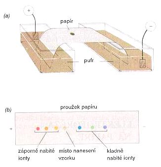 papírová