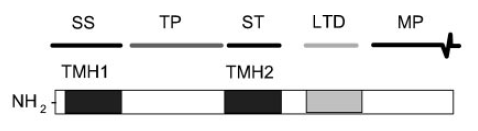 Obr. 2 Uspořádání signálních sekvencí preproteinů euglenophyt. SS (signální peptid) a TP (tranzitní peptid) jsou přítomny u všech tříd preproteinů.
