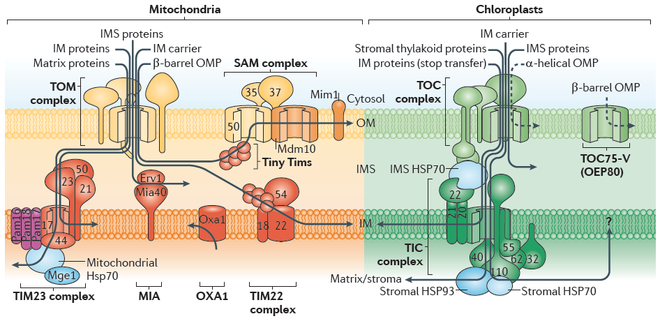 Obr. 1 Srovnání translokačních systémů mitochondrie a chloroplastu.