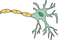 53. Skupina buniek rovnakého tvaru a funkcie u živočíchov sa nazýva: A. pletivo B. tkanivo C. orgán D.