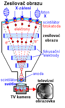 žen, které nejsou v ohrožení života, kvůli paprskům X. Skiaskopie je zabezpečována týmem, který je složený z lékaře, zdravotní sestry a radiologického asistenta. (1,