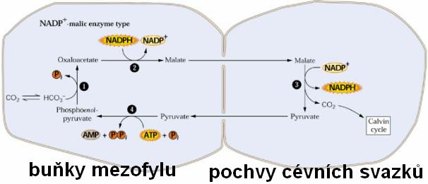 Hatch-Slackův cyklus - CO 2 se váže na fosfoenolpyruvát - enzym PEPC