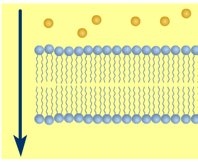 Prostá difuze Lipidová dvojvrstva - volně prostupná pouze pro vodu a malé nenabité molekuly jako O 2, CO 2, NO, CO, N 2.