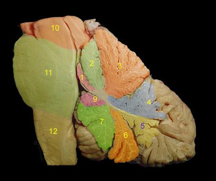Střední mozek 2 cm úsek kmene mezi pontem a
