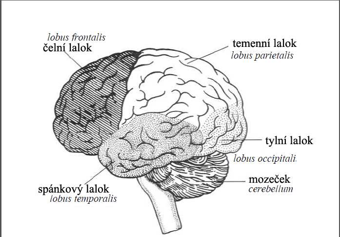 Obr. 5: Členění mozku do základních oblastí Výzkum Mozartova efektu byl motivován modelem vysoce strukturované neuronové sítě představující vyšší mozkové funkce tvz.
