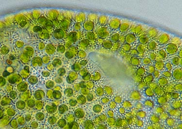 Aminokyseliny v riase Chlorella pyrenoidosa Názov aminokyseliny Poznámka Obsah v 100 g Chlorelly Kyselina glutámová účasť na procesoch v mozgu 4,8 % Kyselina asparágová zvyšuje vytrvalosť a energiu