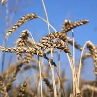 STATISTICKÝ PŘEHLED, VÝHLEDY EU 28, AKTUALITY Světová produkce obilovin - přehled U pšenice se odhadovaná světová produkce zvýší o 11,8 mil.t na 748,4 mil.