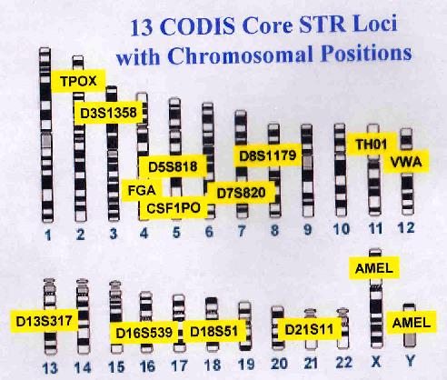 Schéma rozložení chromozomálních pozic STR-polymorfismů Nezávislé genetické polymorfismy Pouze chromosom 5 má 2 polymorfní místa s vysokou