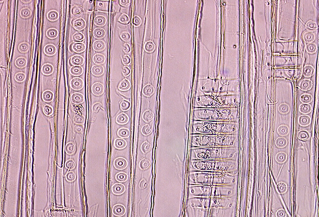 6. Výsledky 6.1 Identifikace druhu dřeva Ze vzorků byly vyrobeny mikroskopické preparáty.