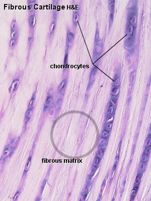 Vazivová chrupavka chondrocyty izolované nebo