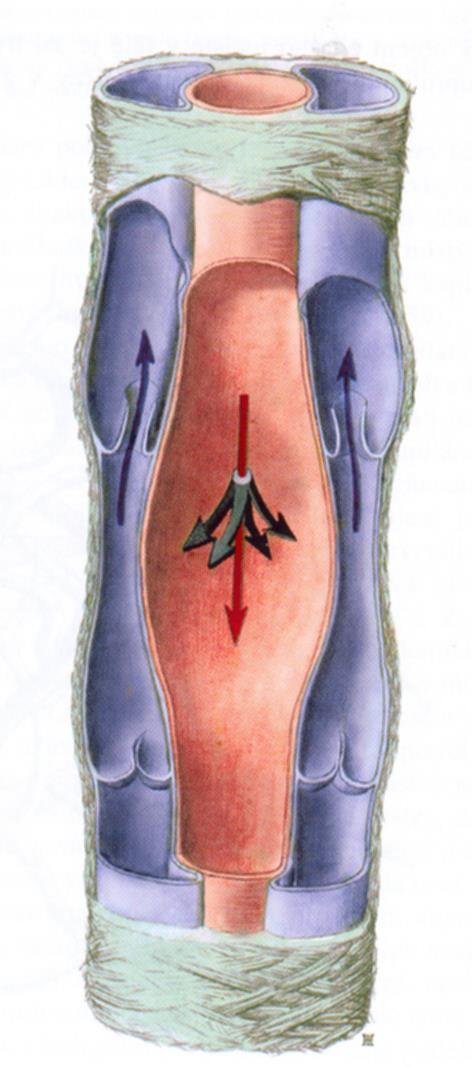 anatomický atlas