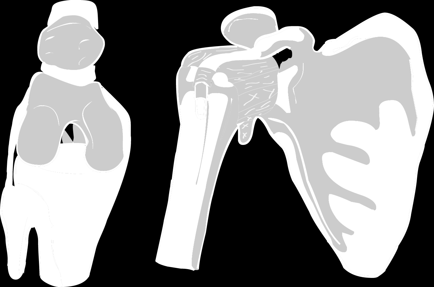 5. Ligamenta Kloubní vazy 1 Ligamenta capsularia pouzdrové vazy 2 Ligamenta