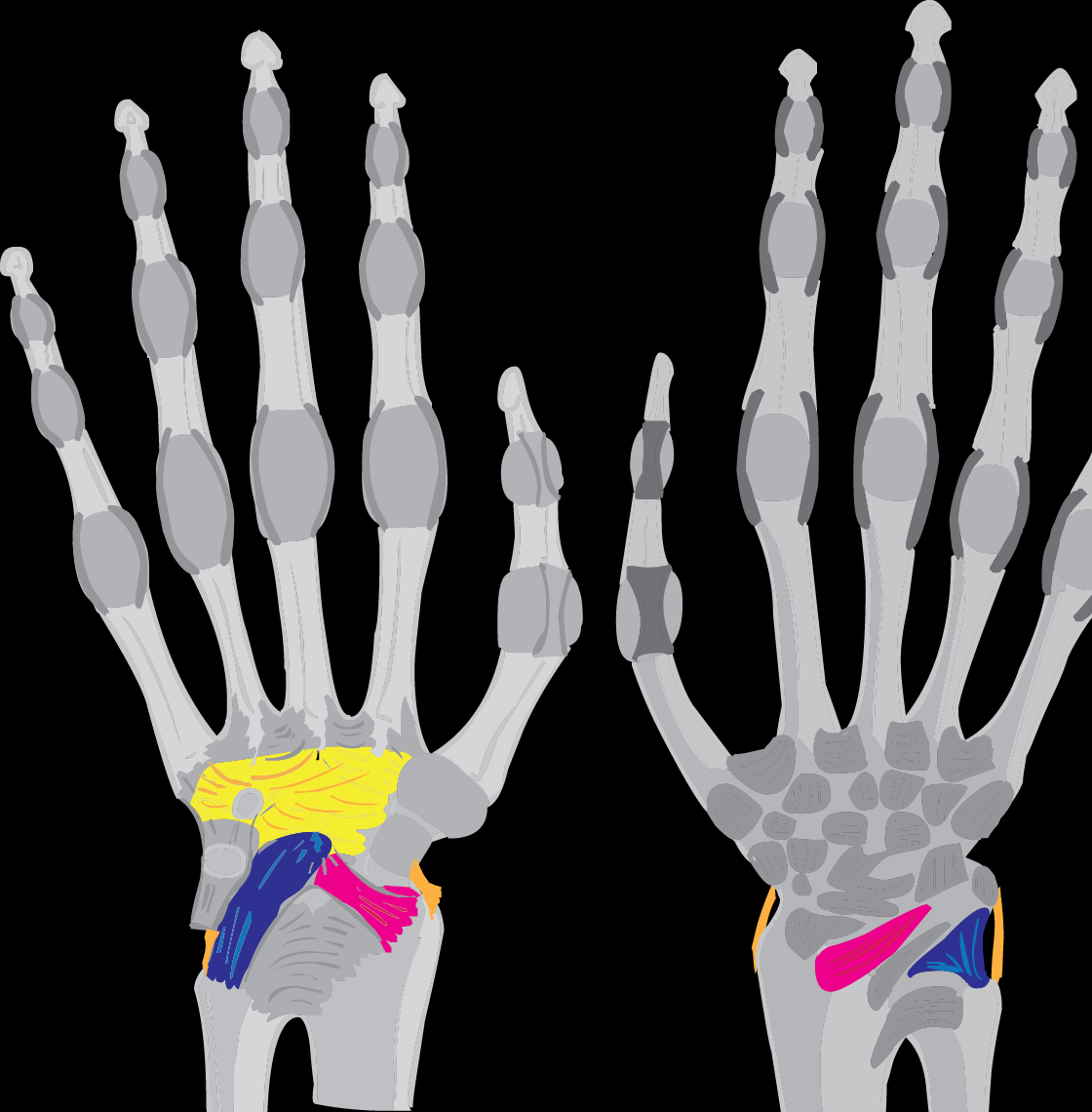 Articulatio radiocarpalis 2 7 Vazy: 7.1 Ligamentum carpi radiatum 7.