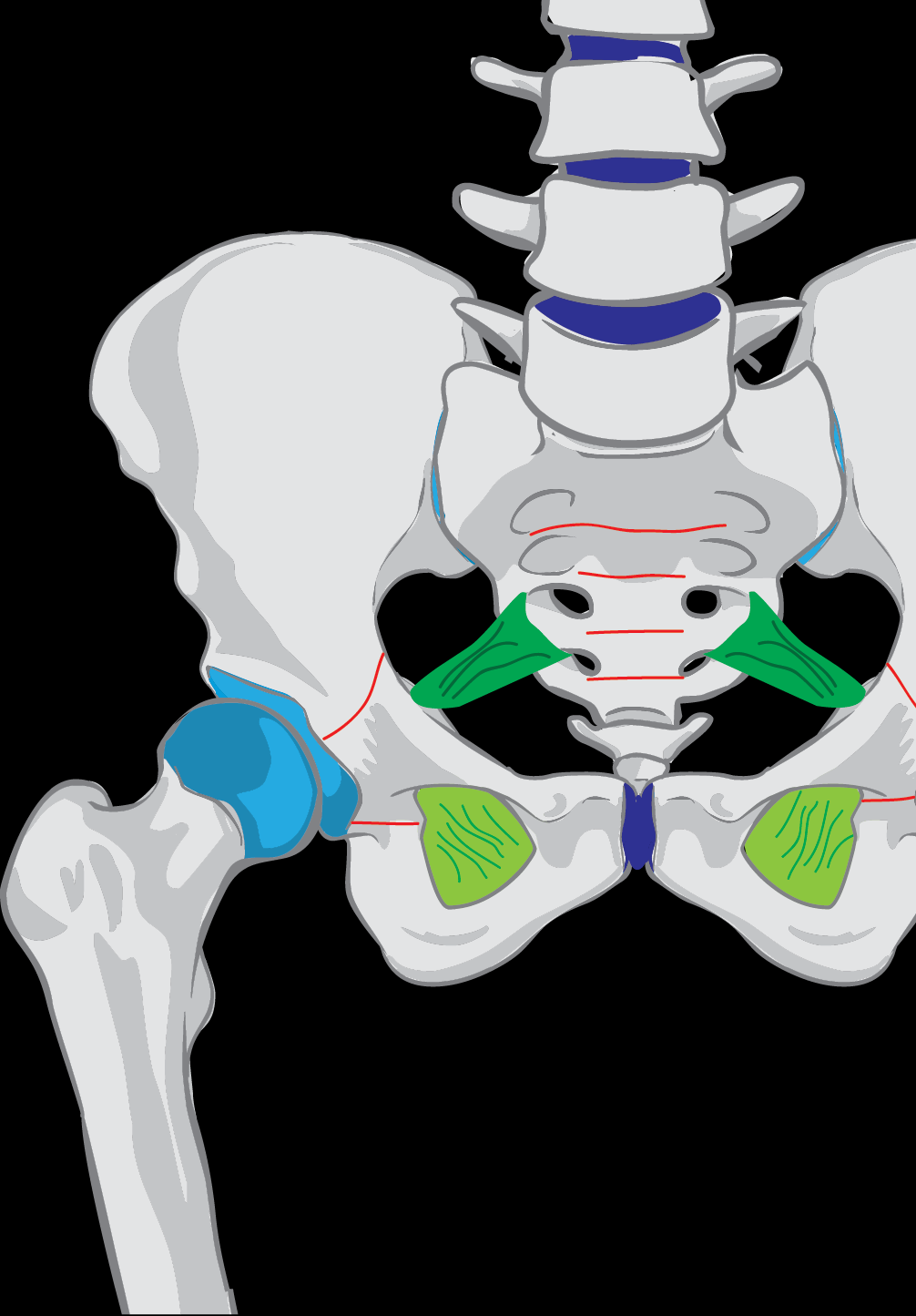 Spojení kostí dělení 1 Synarthrosis plynulé spojení kostí pojivovou tkání 1.1 Junctura fibrosa spojení vazivem 1.