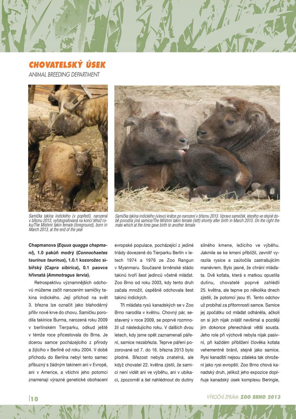 Vpravo sameãek, kterého ve stejné dobû porodila jiná samice/the Mishmi takin female (left) shortly after birth in March 2013.