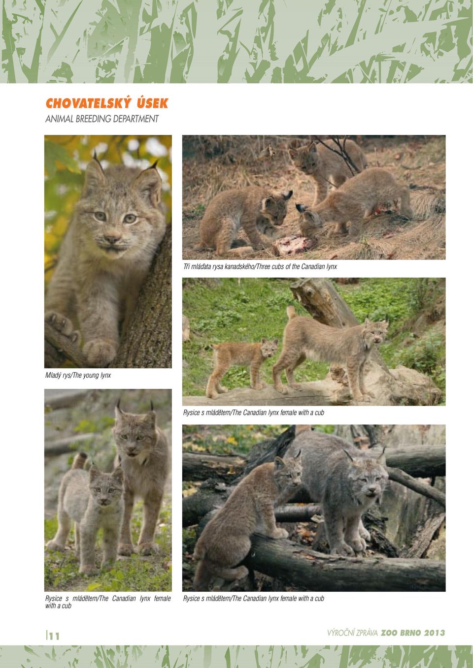 s mládûtem/the Canadian lynx female with a cub Rysice s mládûtem/the