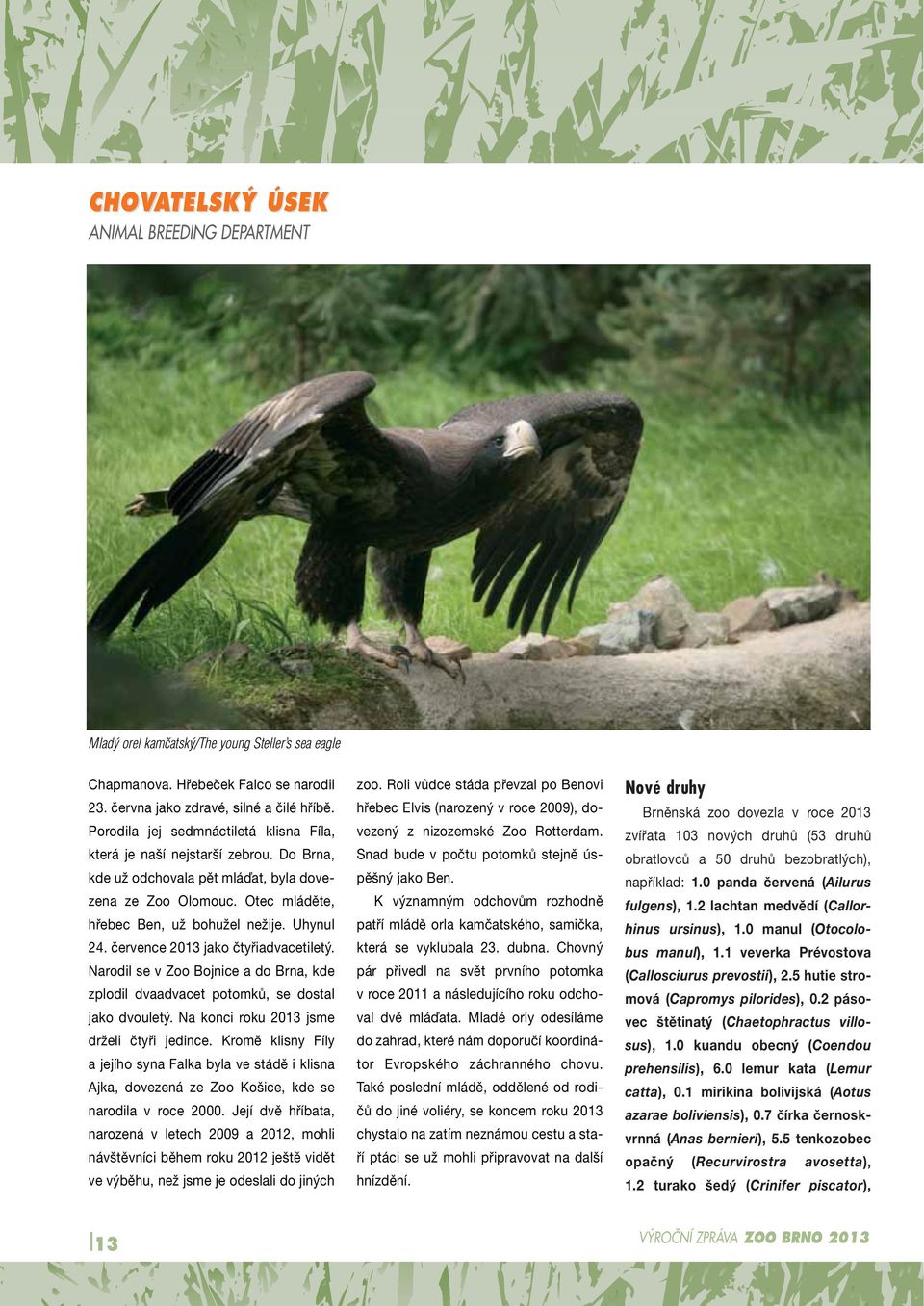 července 2013 jako čtyřiadvacetiletý. Narodil se v Zoo Bojnice a do Brna, kde zplodil dvaadvacet potomků, se dostal jako dvouletý. Na konci roku 2013 jsme drželi čtyři jedince.