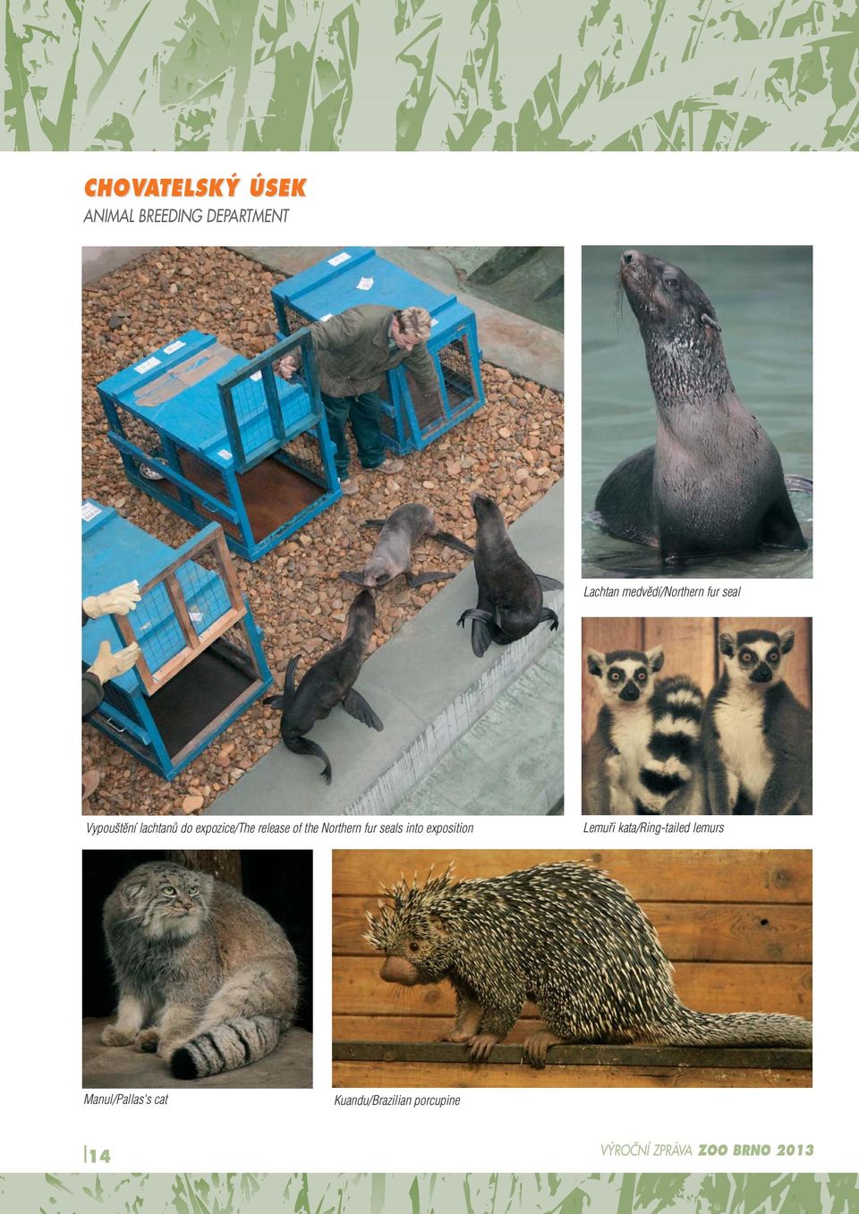 expozice/the release of the Northern fur seals into