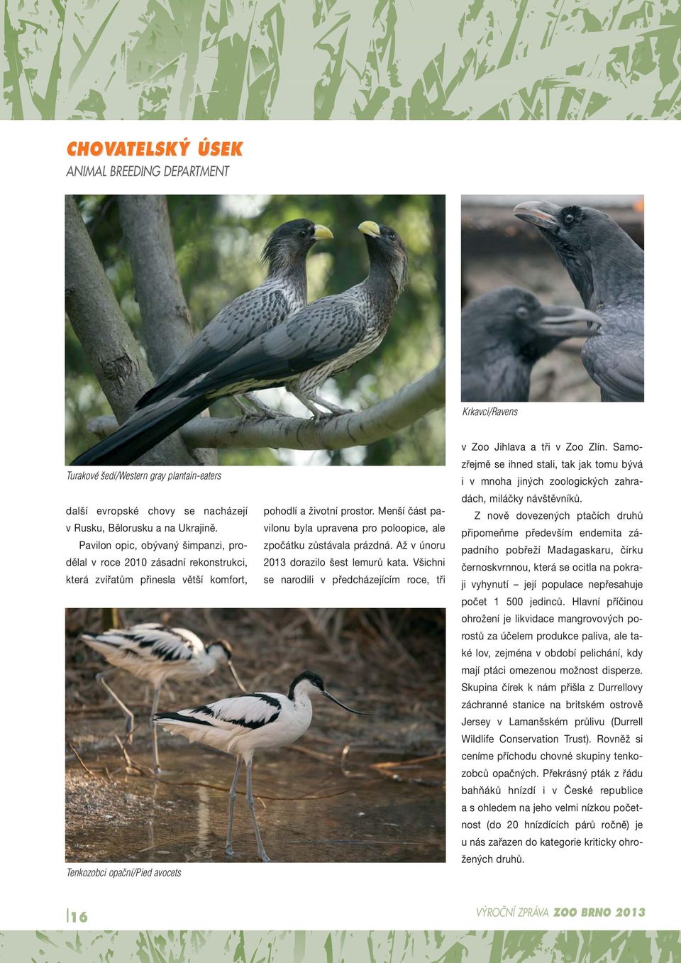 Menší část pavilonu byla upravena pro poloopice, ale zpočátku zůstávala prázdná. Až v únoru 2013 dorazilo šest lemurů kata.