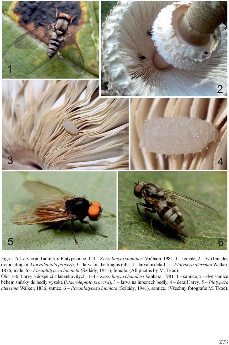 gills, 4 larva in detail. 5 Platypeza aterrima Walker, 1836, male. 6 Paraplatypeza bicincta (Szilády, 1941), female. (All photos by M. Tkoč). Obr. 1 6.