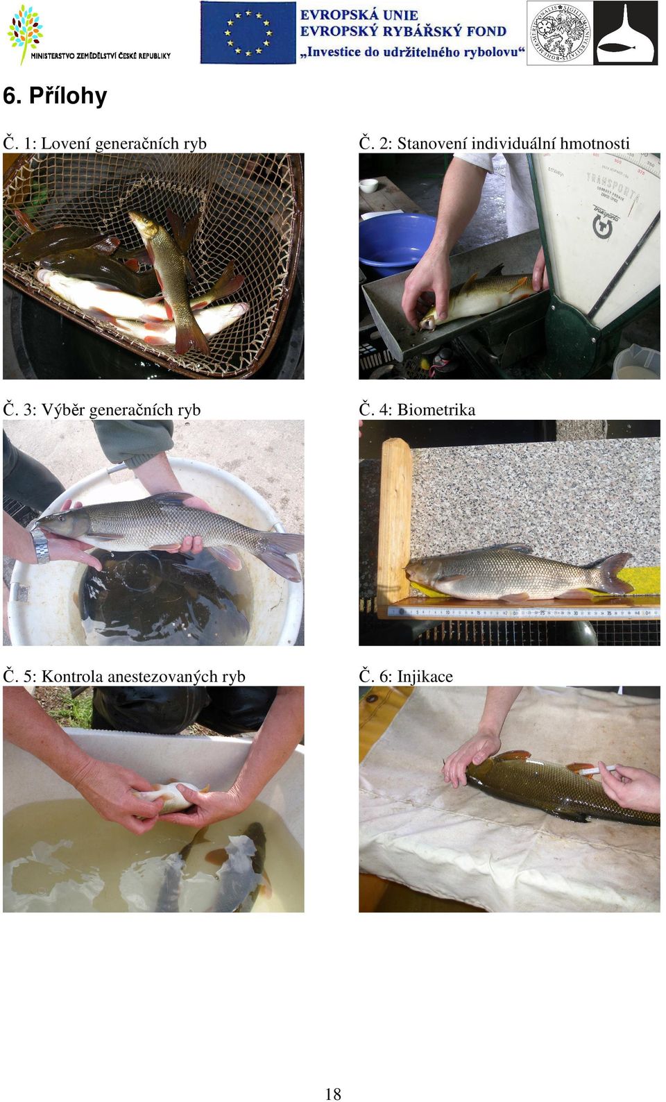 3: Výběr generačních ryb Č. 4: Biometrika Č.