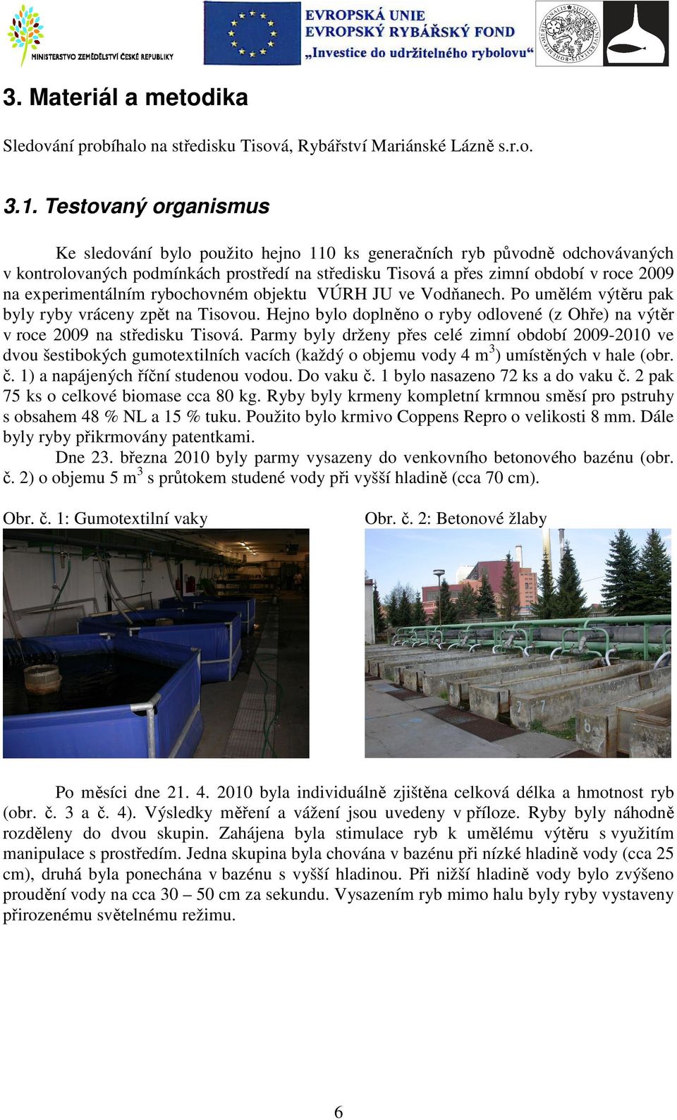 experimentálním rybochovném objektu VÚRH JU ve Vodňanech. Po umělém výtěru pak byly ryby vráceny zpět na Tisovou. Hejno bylo doplněno o ryby odlovené (z Ohře) na výtěr v roce 2009 na středisku Tisová.