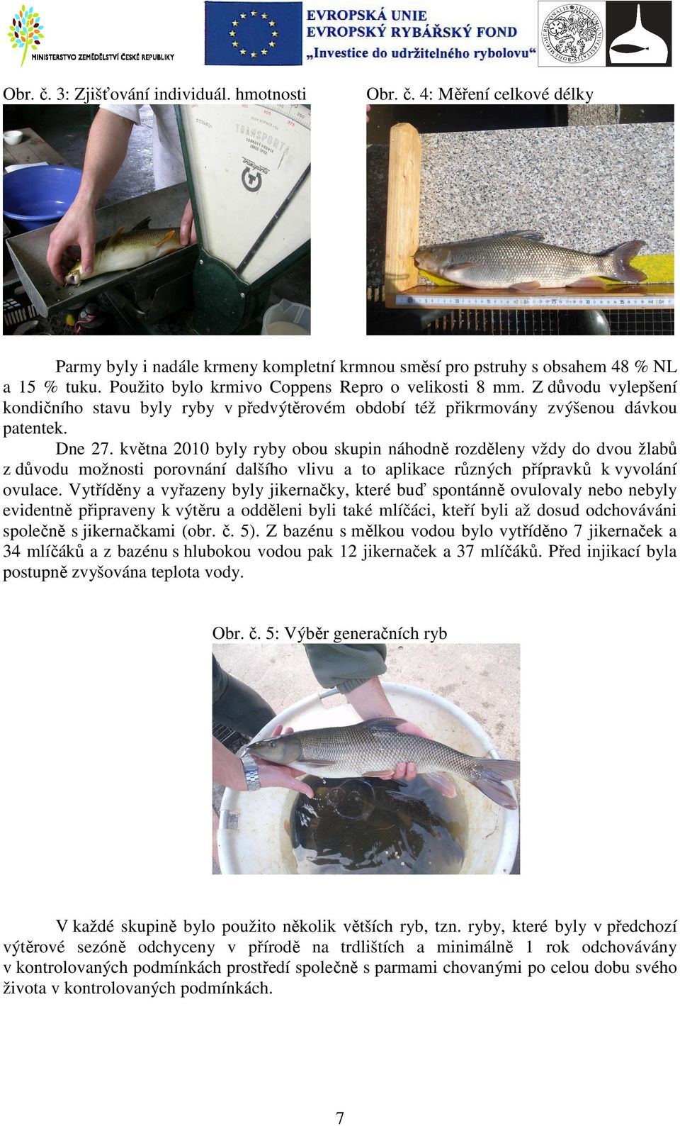 května 2010 byly ryby obou skupin náhodně rozděleny vždy do dvou žlabů z důvodu možnosti porovnání dalšího vlivu a to aplikace různých přípravků k vyvolání ovulace.