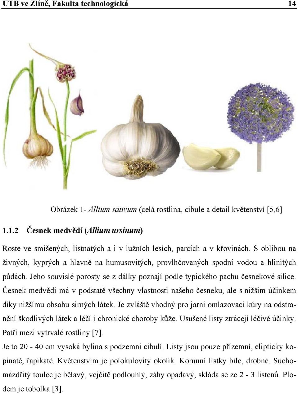 Česnek medvědí má v podstatě všechny vlastnosti našeho česneku, ale s nižším účinkem díky nižšímu obsahu sirných látek.