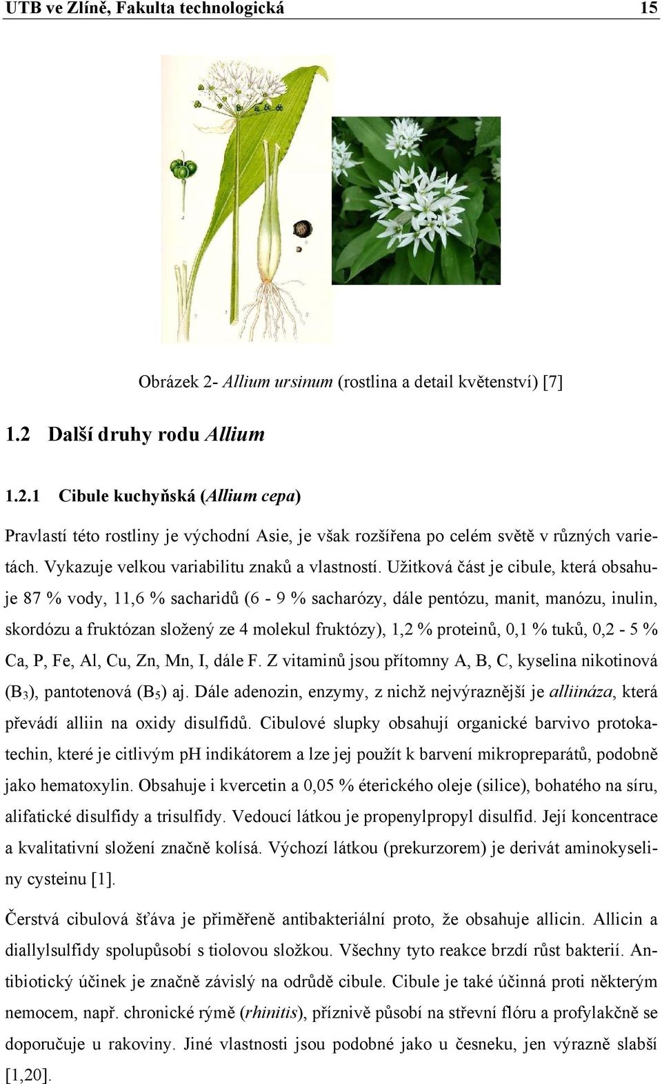Užitková část je cibule, která obsahuje 87 % vody, 11,6 % sacharidů (6-9 % sacharózy, dále pentózu, manit, manózu, inulin, skordózu a fruktózan složený ze 4 molekul fruktózy), 1,2 % proteinů, 0,1 %