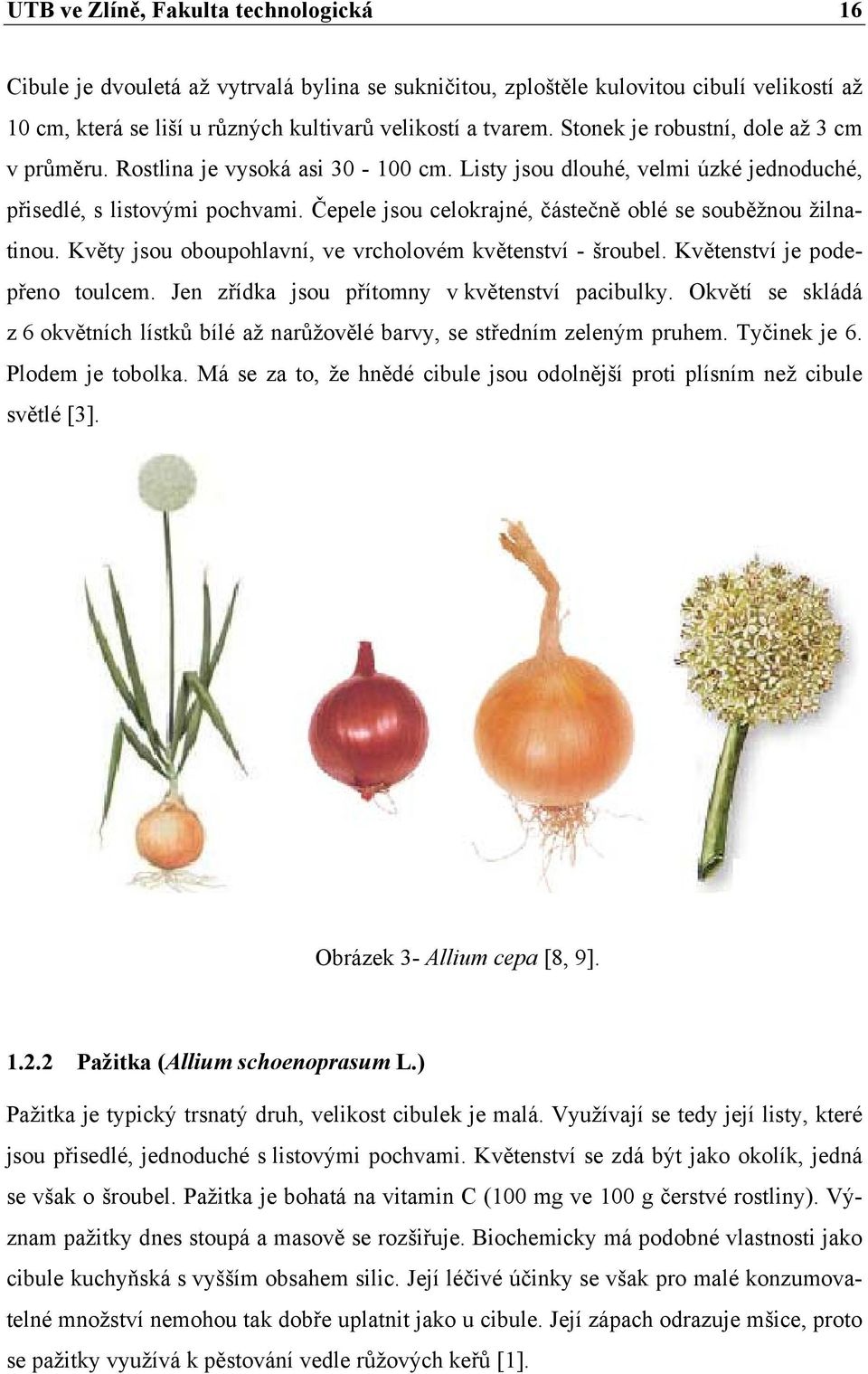 Čepele jsou celokrajné, částečně oblé se souběžnou žilnatinou. Květy jsou oboupohlavní, ve vrcholovém květenství - šroubel. Květenství je podepřeno toulcem.