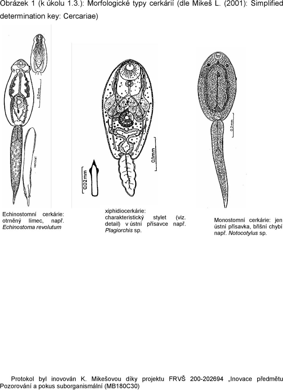 např. Echinostoma revolutum xiphidiocerkárie: charakteristický stylet (viz.