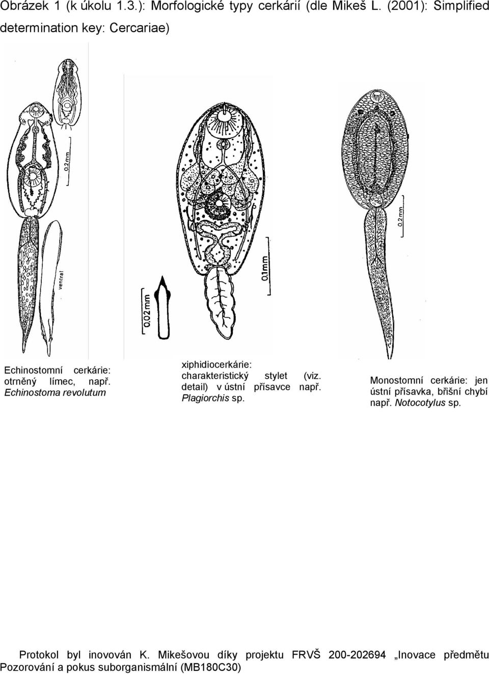 např. Echinostoma revolutum xiphidiocerkárie: charakteristický stylet (viz.