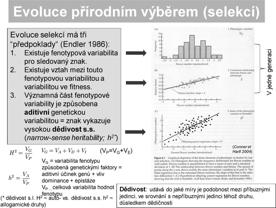 s. (narrow-sense heritability; h 2* ) V G = variabilita fenotypu způsobená genetickými faktory = aditivní účinek genů + vliv dominance + epistáze V P celková variabilita hodnot fenotypu (* dědivost