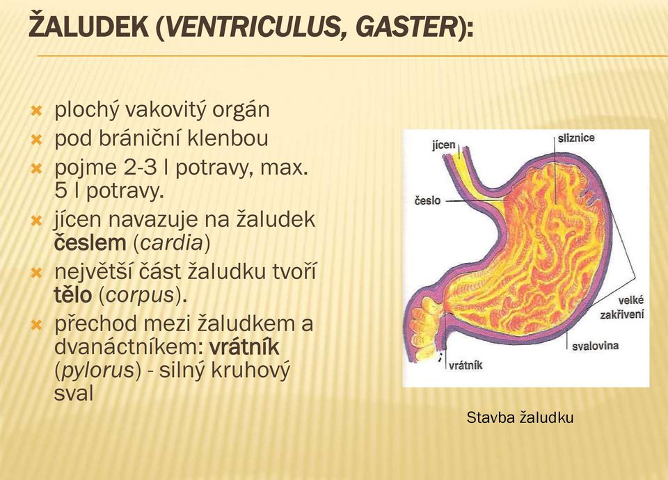 jícen navazuje na žaludek česlem (cardia) největší část žaludku tvoří