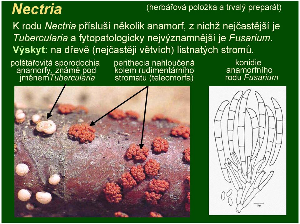 Výskyt: na dřevě (nejčastěji větvích) listnatých stromů.