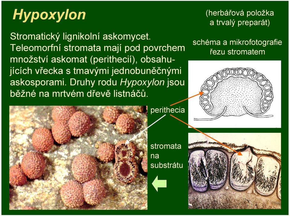 vřecka s tmavými jednobuněčnými askosporami.