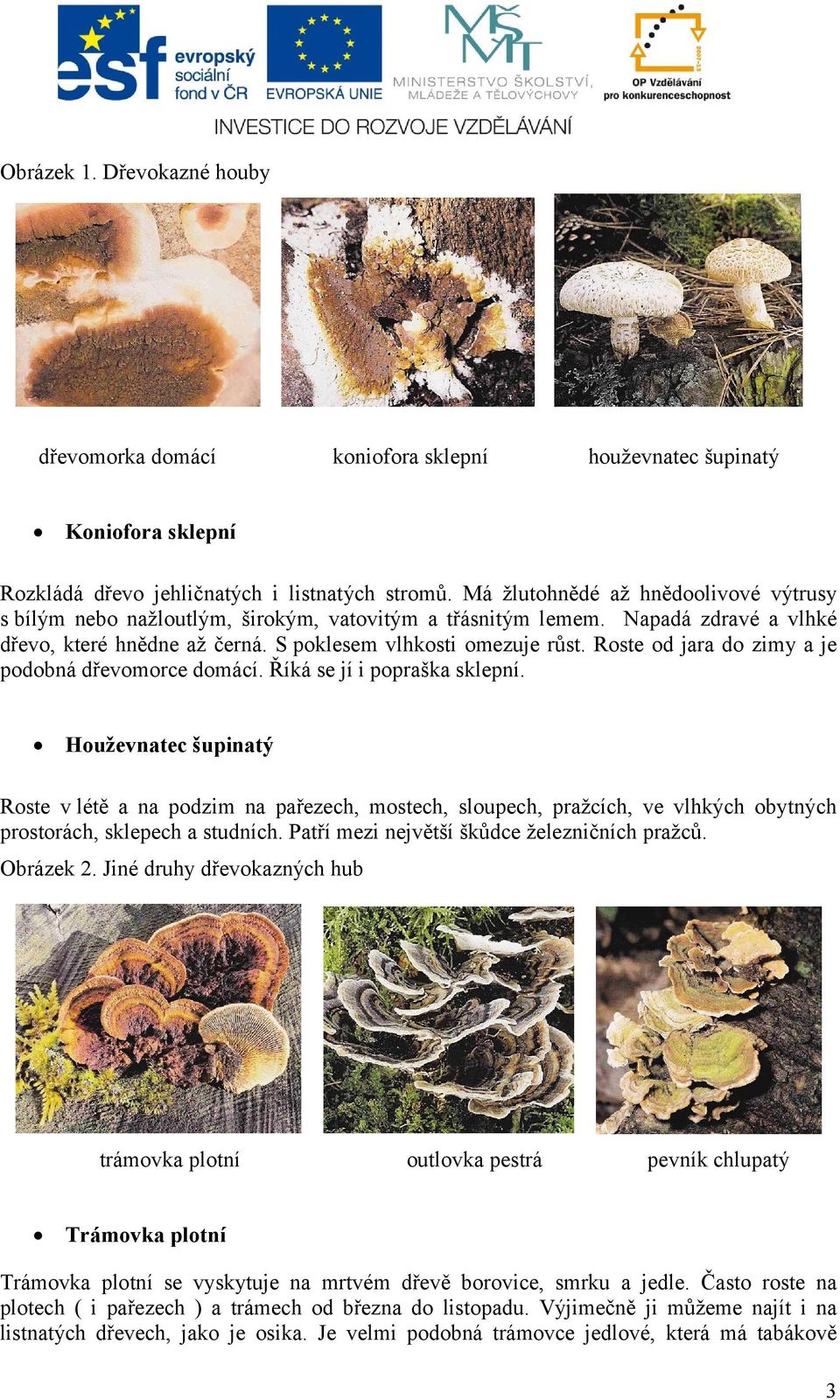 Roste od jara do zimy a je podobná dřevomorce domácí. Říká se jí i popraška sklepní.