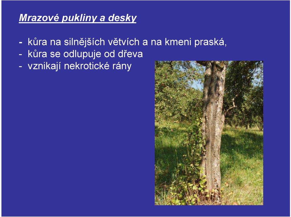 kmeni praská, - kůra se