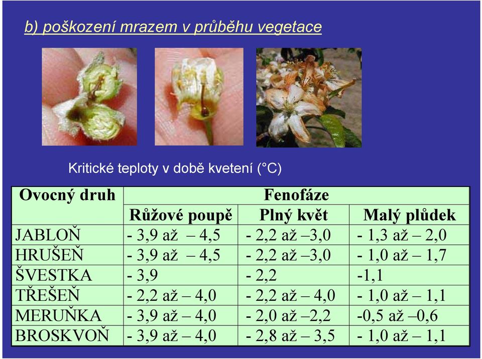 HRUŠEŇ - 3,9 až 4,5-2,2 až 3,0-1,0 až 1,7 ŠVESTKA - 3,9-2,2-1,1 TŘEŠEŇ - 2,2 až 4,0-2,2 až