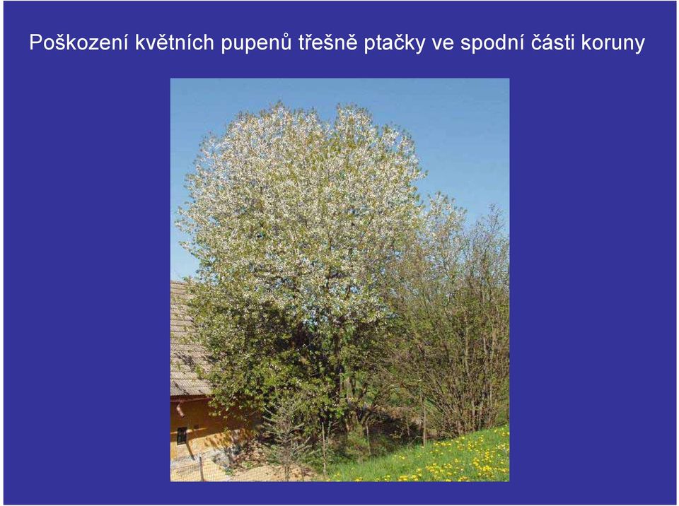 třešně ptačky