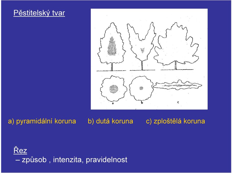 koruna c) zploštělá koruna