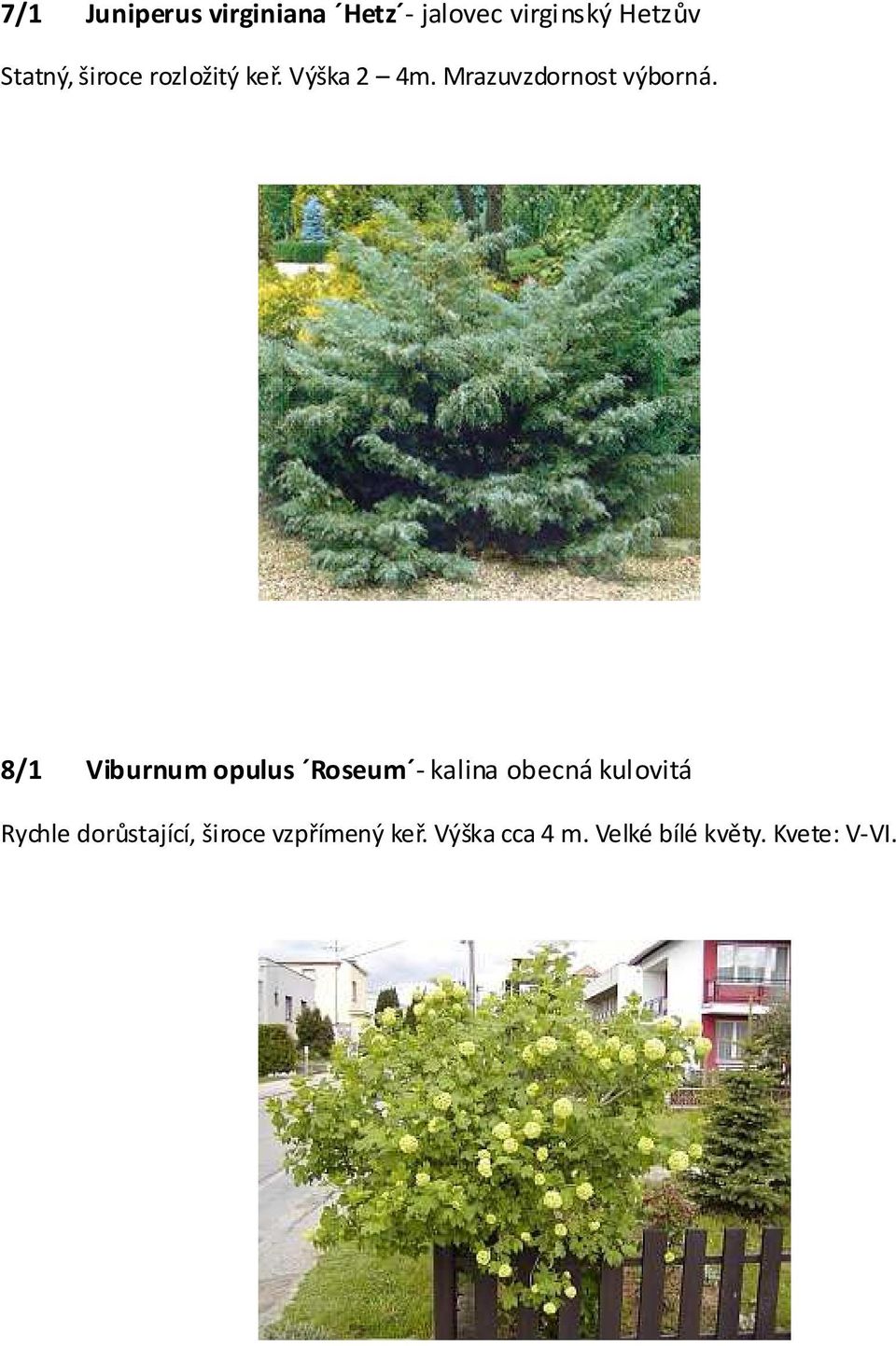 8/1 Viburnum opulus Roseum - kalina obecná kulovitá Rychle