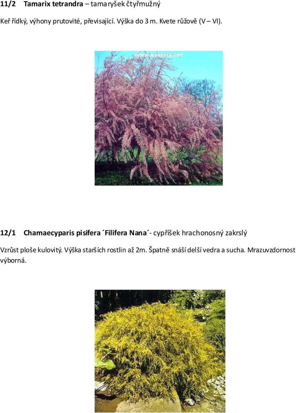 12/1 Chamaecyparis pisifera Filifera Nana - cypříšek hrachonosný zakrslý