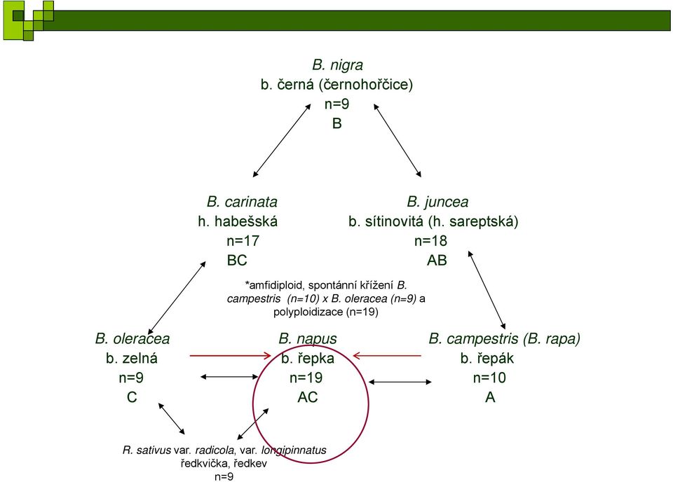 oleracea (n=9) a polyploidizace (n=19) B. oleracea B. napus B. campestris (B. rapa) b.