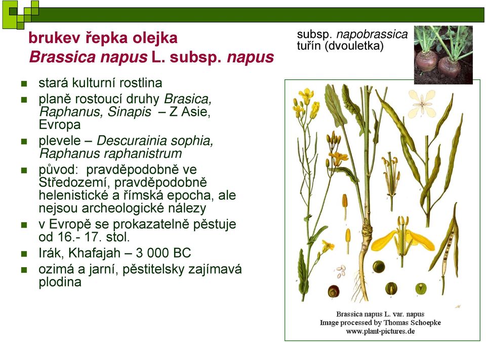 Evropa plevele Descurainia sophia, Raphanus raphanistrum původ: pravděpodobně ve Středozemí, pravděpodobně