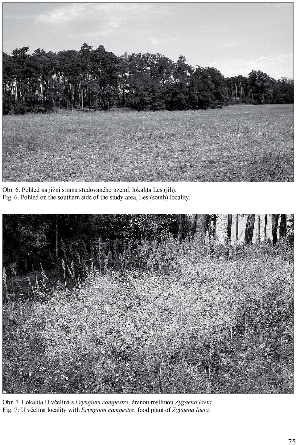 Lokalita U včelína s Eryngium campestre, živnou rostlinou Zygaena laeta. Fig.
