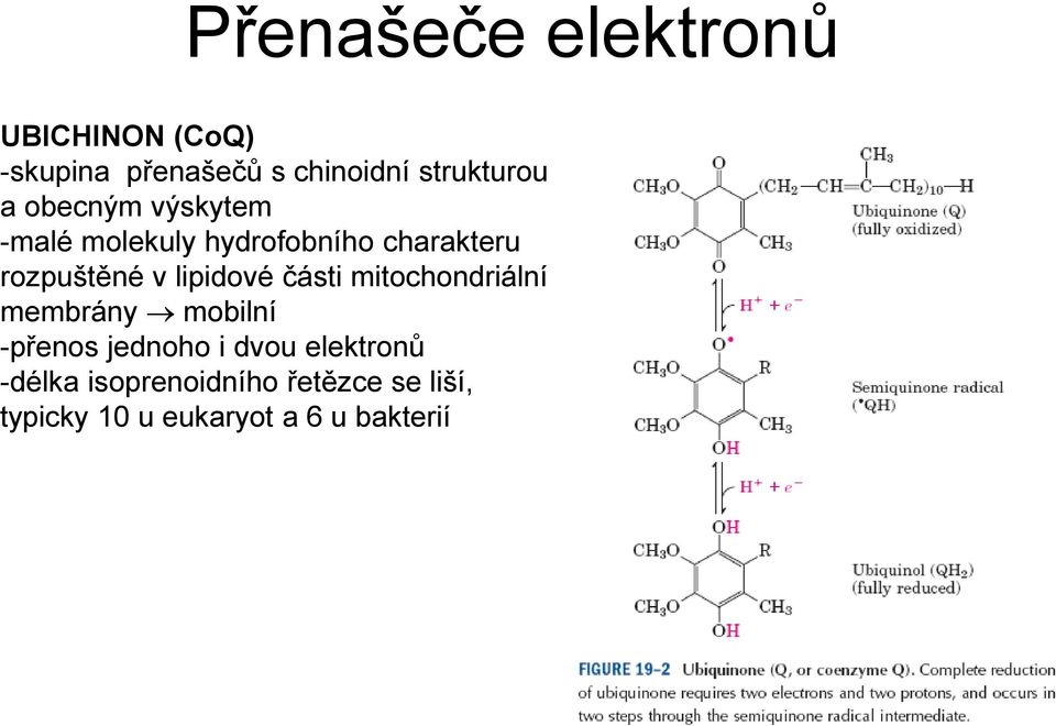 rozpuštěné v lipidové části mitochondriální membrány mobilní -přenos jednoho